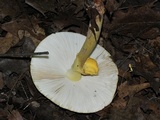 Amanita flavorubens image