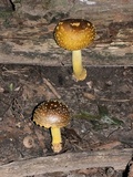 Amanita flavorubens image