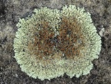 Lecanora muralis image