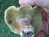 Boletus variipes image