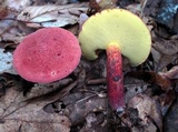 Baorangia bicolor image