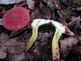 Baorangia bicolor image