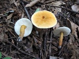 Gyroporus castaneus image