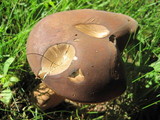 Boletus variipes image