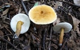 Gyroporus castaneus image
