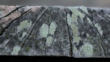 Lecanora strobilina image