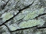 Lecanora strobilina image