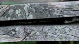 Lecanora strobilina image