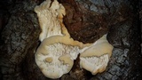 Sarcodontia pachyodon image