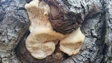Sarcodontia pachyodon image