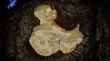 Sarcodontia pachyodon image