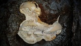 Sarcodontia pachyodon image