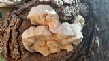 Sarcodontia pachyodon image