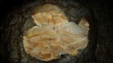 Sarcodontia pachyodon image