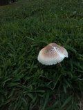 Leucoagaricus americanus image