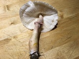 Leucoagaricus americanus image