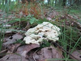 Bondarzewia berkeleyi image