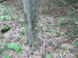 Tyromyces chioneus image