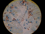 Peziza violacea image