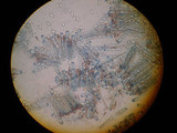 Peziza violacea image
