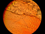 Tarzetta catinus image