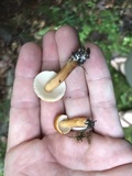 Gyroporus castaneus image