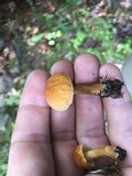 Gyroporus castaneus image