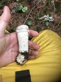 Hypomyces hyalinus image
