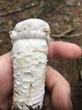 Hypomyces hyalinus image