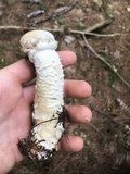 Hypomyces hyalinus image