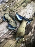 Gyroporus cyanescens image