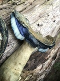 Gyroporus cyanescens image