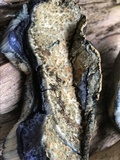 Gyroporus cyanescens image
