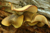 Tricholomopsis decora image