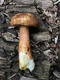 Austroboletus gracilis var. gracilis image
