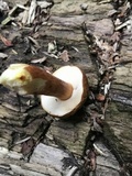 Austroboletus gracilis var. gracilis image