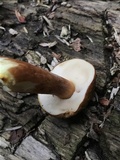 Austroboletus gracilis image