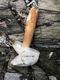 Austroboletus gracilis var. gracilis image