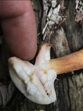 Austroboletus gracilis var. gracilis image
