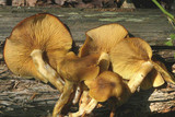 Tricholomopsis decora image