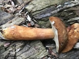 Austroboletus gracilis image