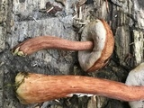 Austroboletus gracilis var. gracilis image