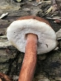 Austroboletus gracilis var. gracilis image