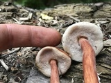 Austroboletus gracilis var. gracilis image