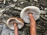 Austroboletus gracilis var. gracilis image