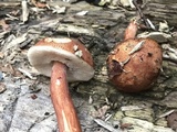 Austroboletus gracilis var. gracilis image