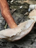 Austroboletus gracilis image