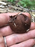 Imleria badia image