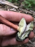 Imleria badia image