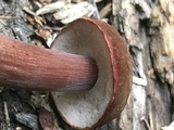 Austroboletus gracilis image